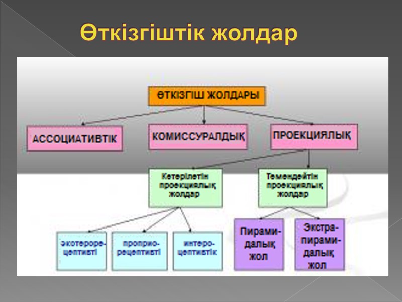 Өткізгіштік жолдар
